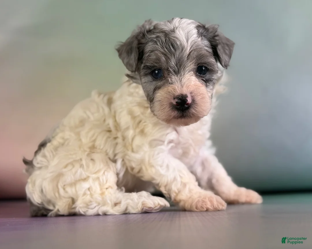 Maltipoo dogs for sale: Marlow - Ad 2