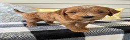 Mini Goldendoodle dogs for sale: Mini Goldendoodle “Benji” - Ad 8
