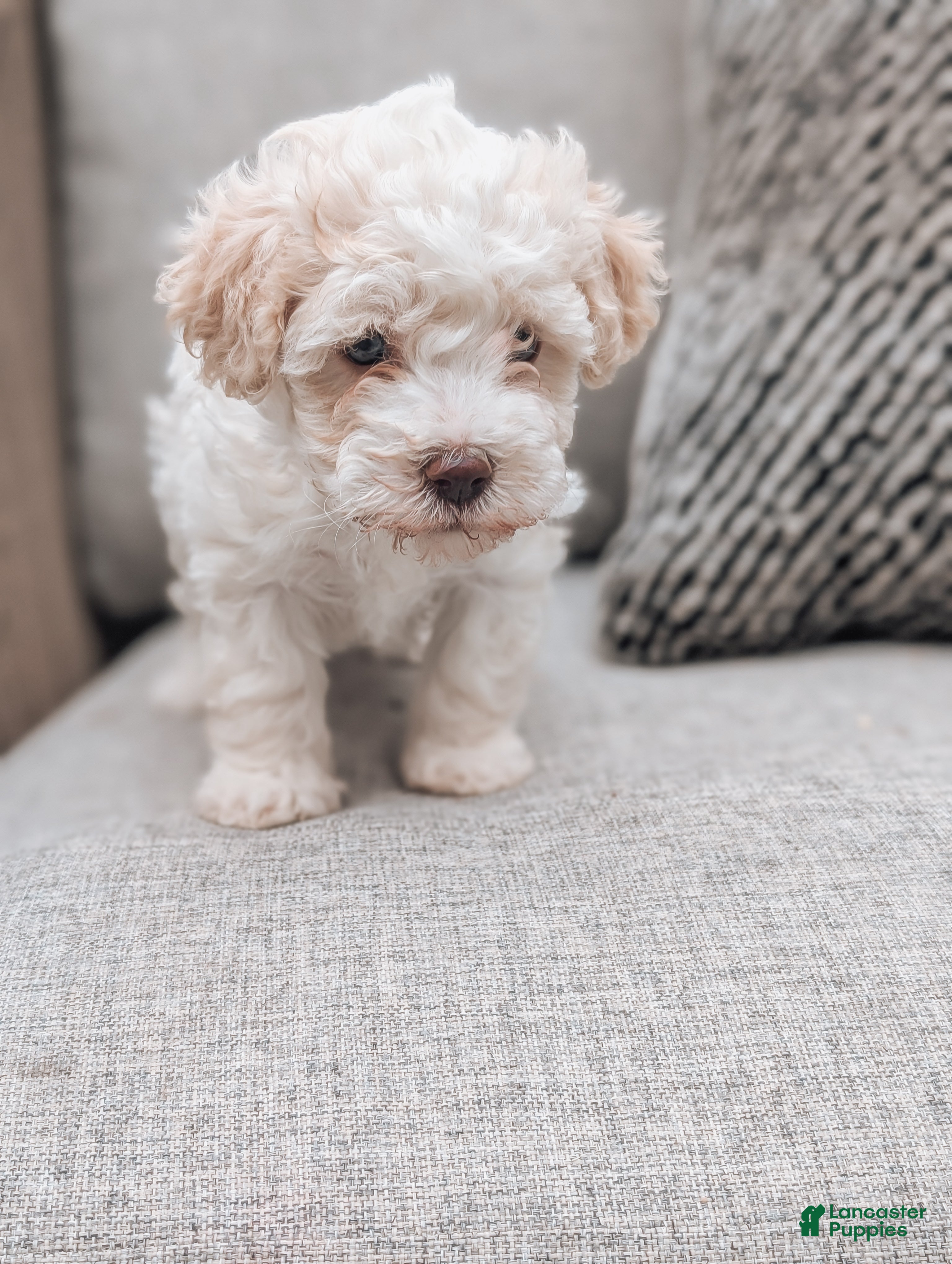 Havanese dogs Tessa - Ad 2