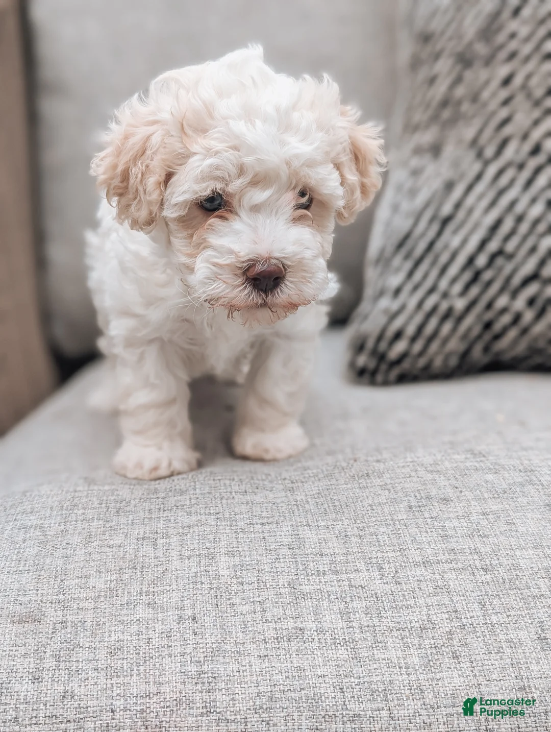 Havanese dogs for sale: Tessa - Ad 2