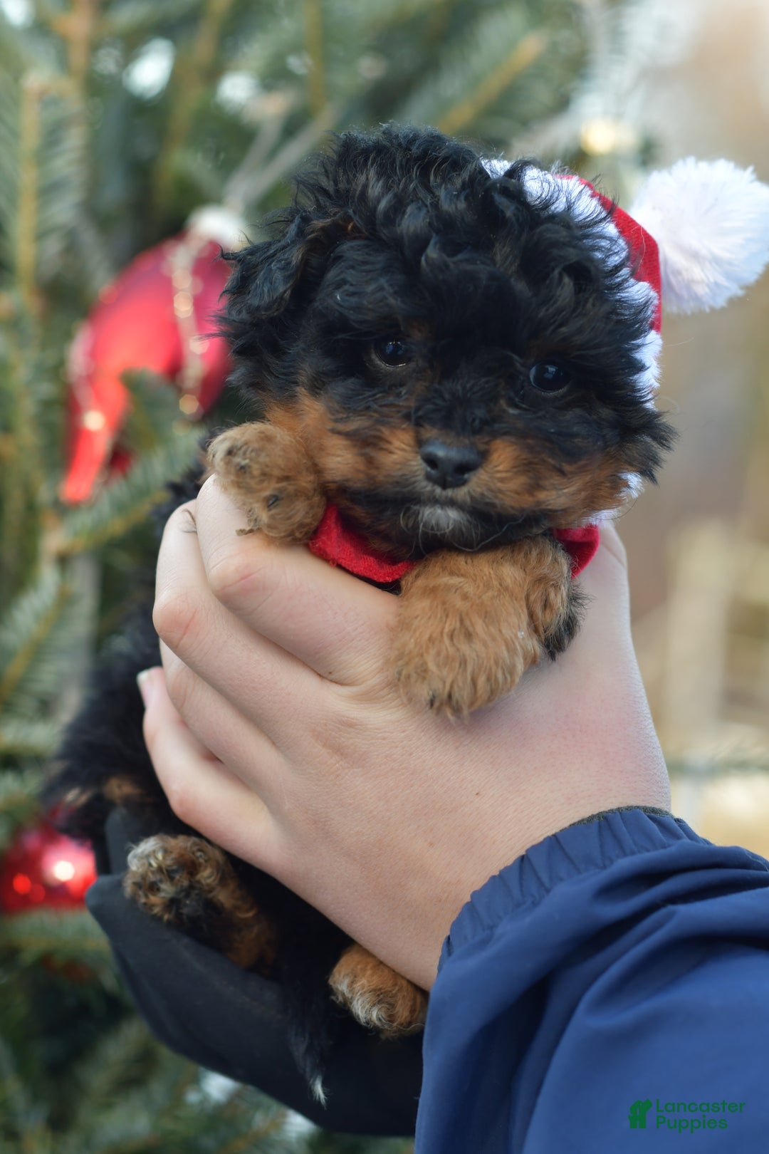 Mini Aussiedoodle dogs for sale: Grizzly - Ad 16