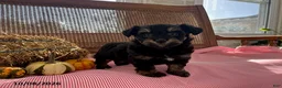 Mini Aussiedoodle dogs for sale: Dixie - Ad 3