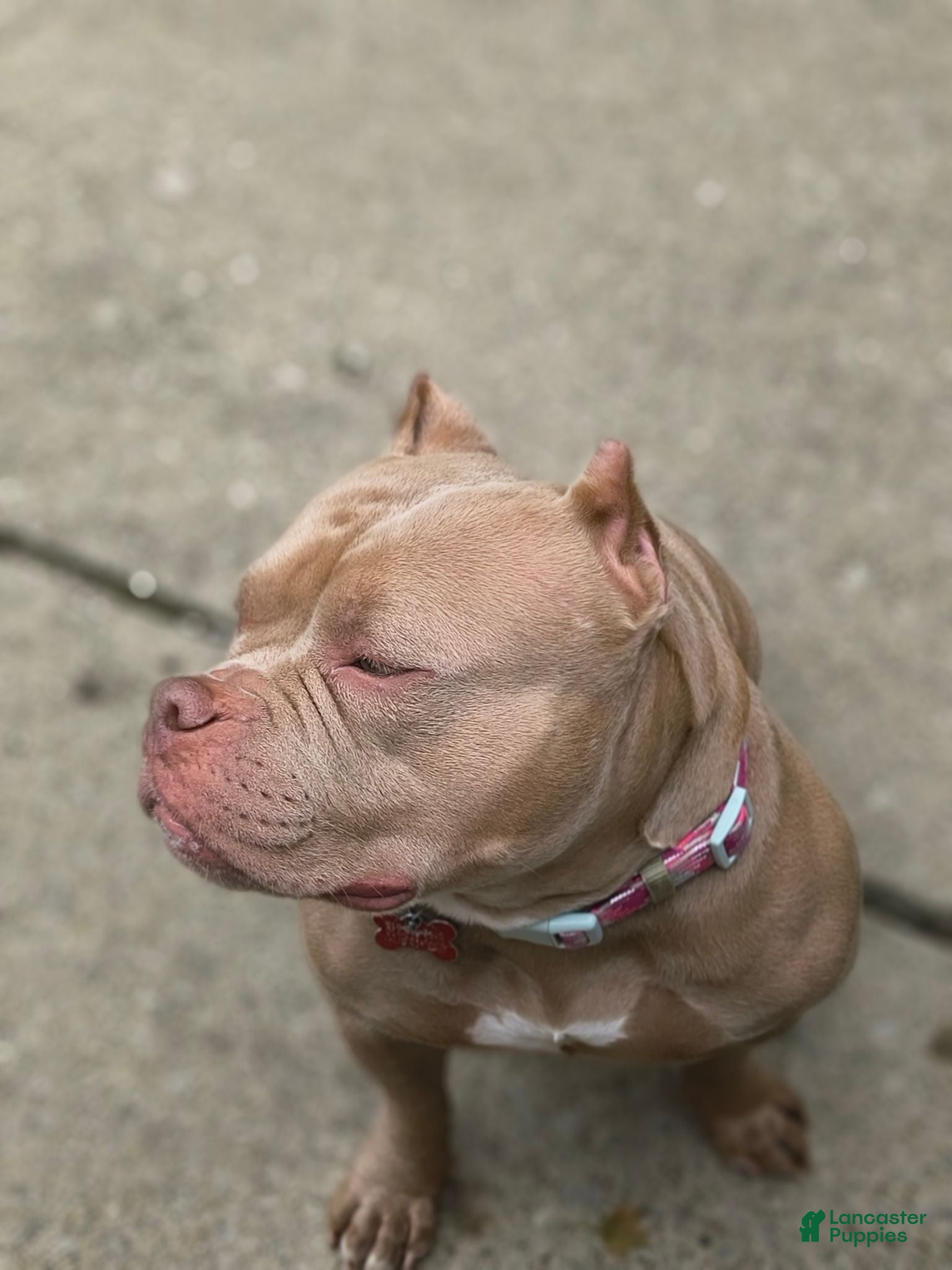American Bully dogs American Bully 5 - Ad 2