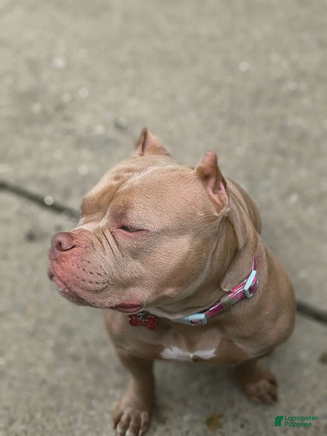 American Bully dogs for sale: American Bully 2 - Ad 2