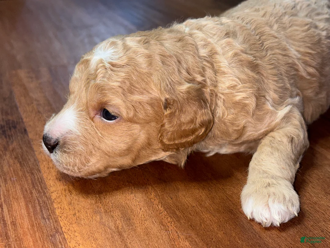 Mini Goldendoodle dogs for sale: Halo  - Ad 2