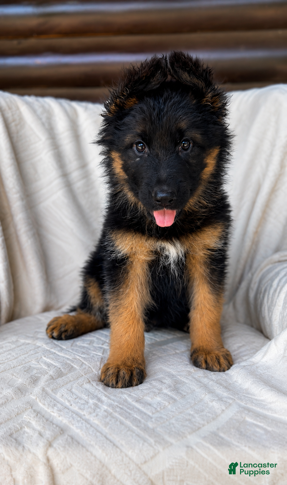 German Shepherd dogs German Shepherd Puppy 1 - Ad 26