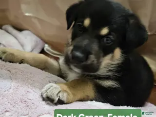 Mixed Breed dogs Puppy 2 Dark Green - Ad 14