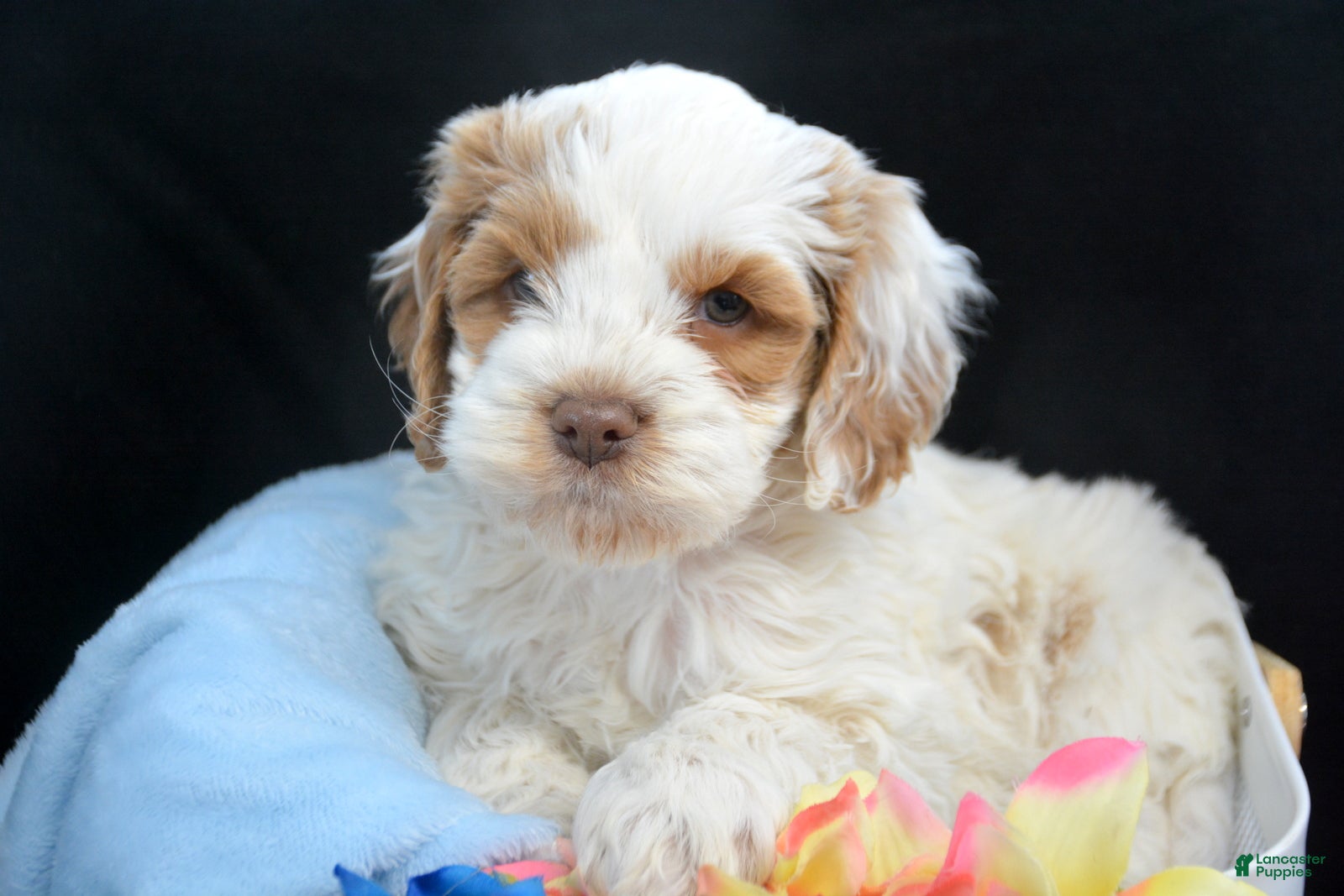 Cockapoo dogs Cockapoo Puppy 2 Kane - Ad 41