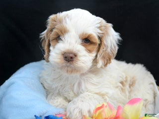 Cockapoo dogs Cockapoo Puppy 2 Kane - Ad 41