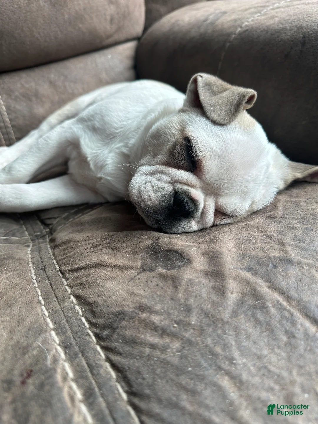 Pug dogs for sale: Finnley - Ad 3