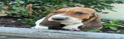 Basset Hound dogs for sale: Jumbo - Ad 2