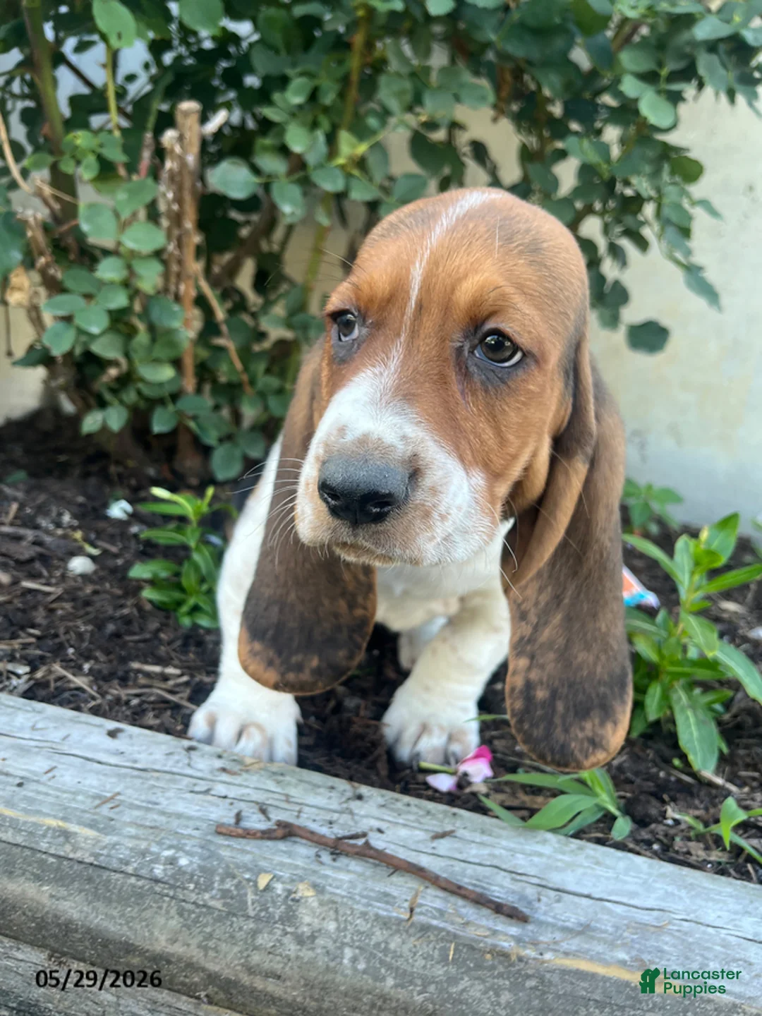Basset Hound dogs for sale: Jumbo - Ad 2