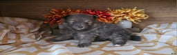 Pomeranian dogs for sale: Pomeranian Puppy 4 - Ad 1