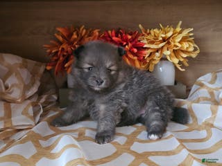 Pomeranian dogs Pomeranian Puppy 4 - Ad 1