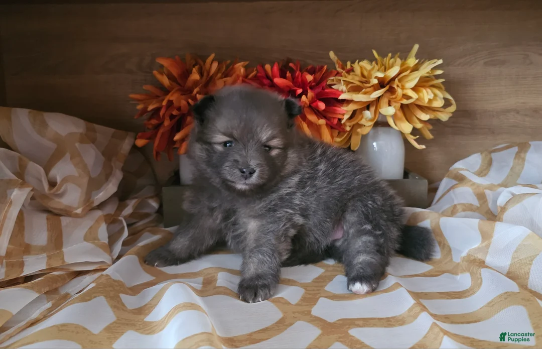 Pomeranian dogs for sale: Pomeranian Puppy 4 - Ad 1