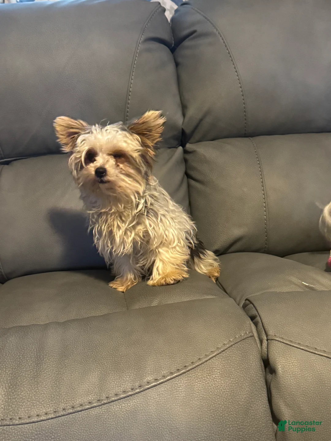 Yorkshire Terrier dogs for sale: Teacup Winter - Ad 2