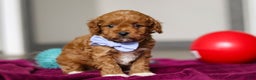 Cavapoo dogs for sale: Ike - Ad 3