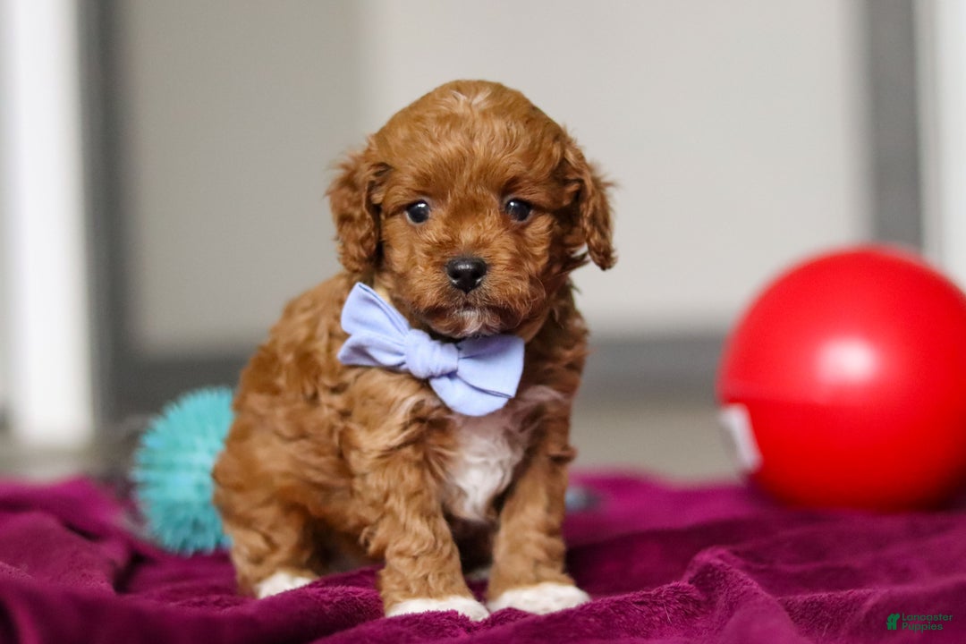 Cavapoo dogs for sale: Ike - Ad 3