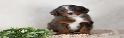 Bernedoodle dogs for sale: Shane - Ad 3