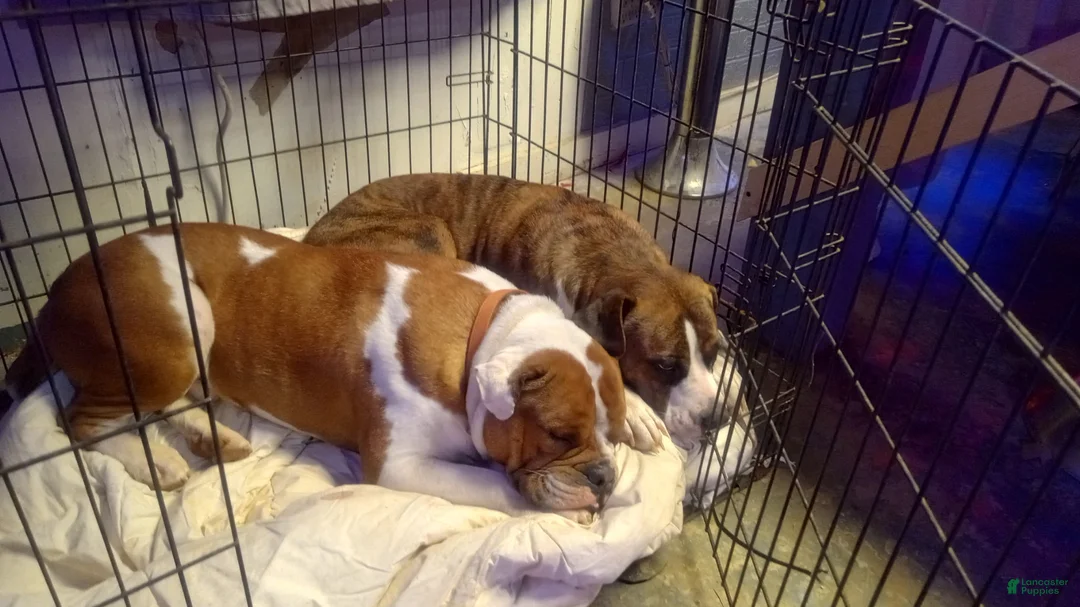 Mixed Breed dogs for sale: English bulldog  - Ad 2