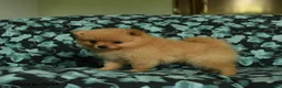 Pomeranian dogs for sale: Deana - Ad 2