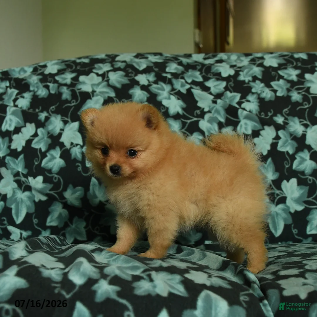 Pomeranian dogs for sale: Deana - Ad 2