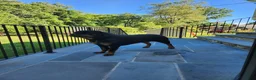 Rottweiler dogs for sale: Rottweiler 1 - Ad 11