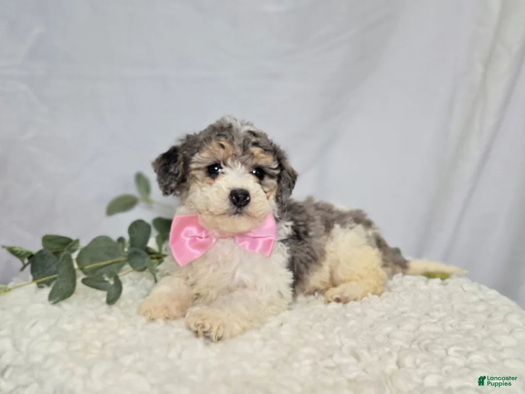 Mini Sheepadoodle dogs for sale: Macie - Ad 5