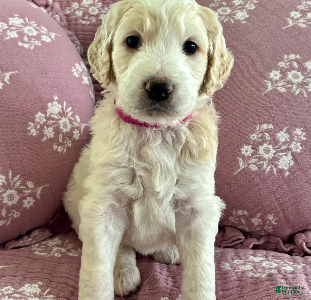 Goldendoodle dogs for sale: Pinkie Princess - Ad 1