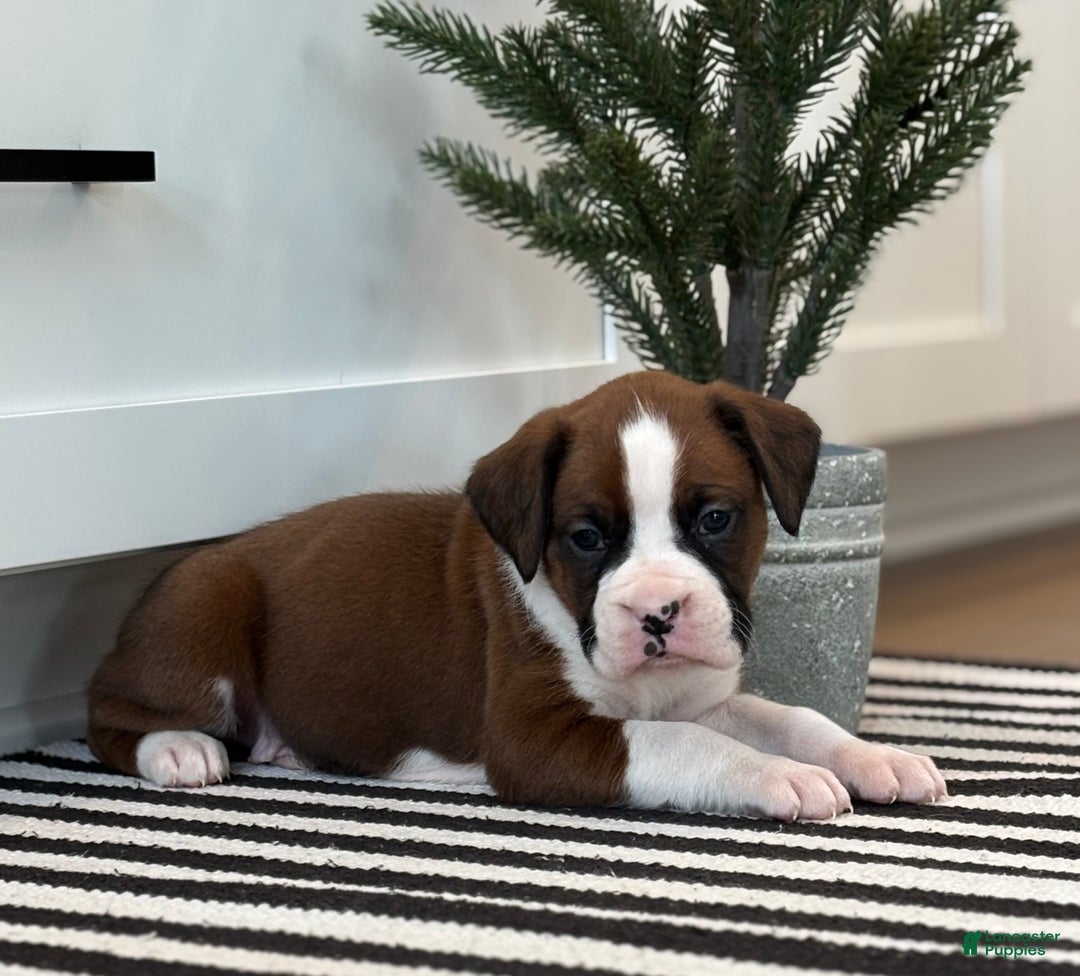 Boxer dogs for sale: Ace - Ad 6