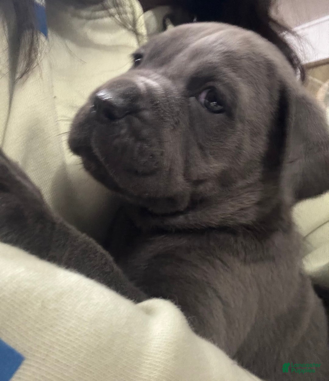 Cane Corso dogs for sale: Shila  - Ad 1