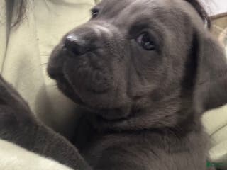 Cane Corso dogs Shila - Ad 13