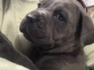 Cane Corso dogs Shila - Ad 10