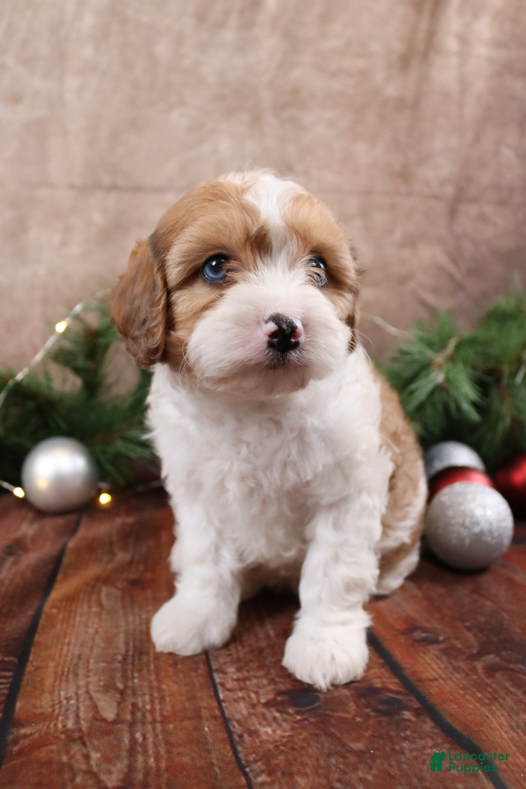 Cavapoo dogs for sale: Chris - Ad 4