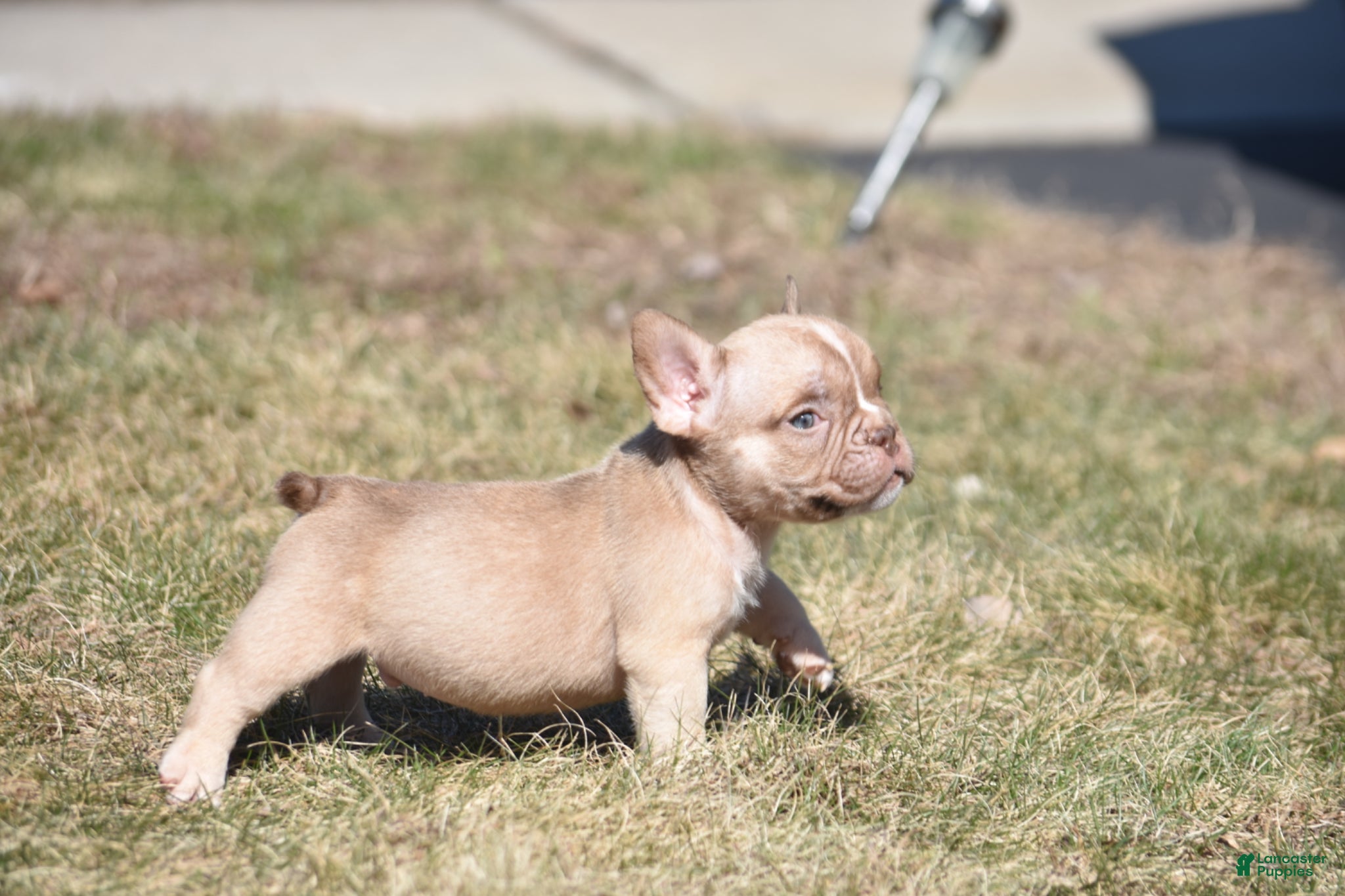 American Bully dogs American Bully Puppy 1 - Ad 1