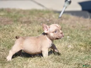 American Bully dogs for sale: American Bully Puppy 1 - Ad 1