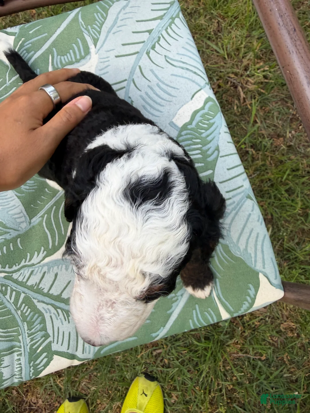 Mini Bernedoodle dogs for sale: Pepper Jam - Ad 2