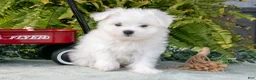 Maltese dogs for sale: Jasper - Ad 1