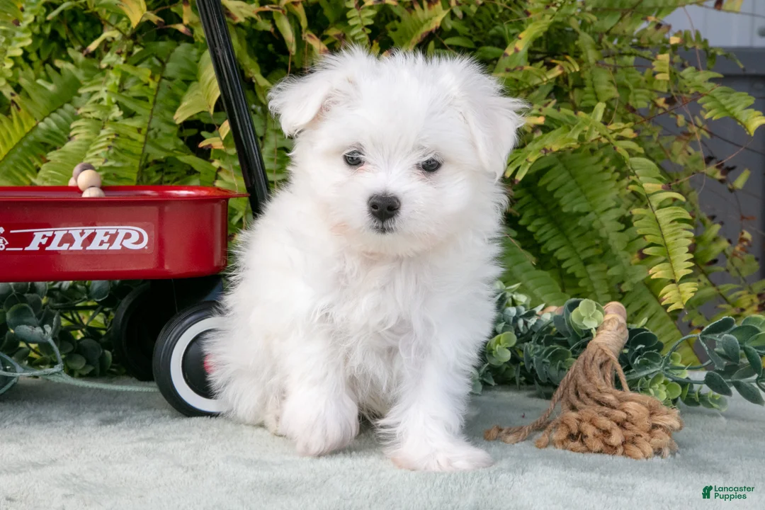 Maltese dogs for sale: Jasper - Ad 1