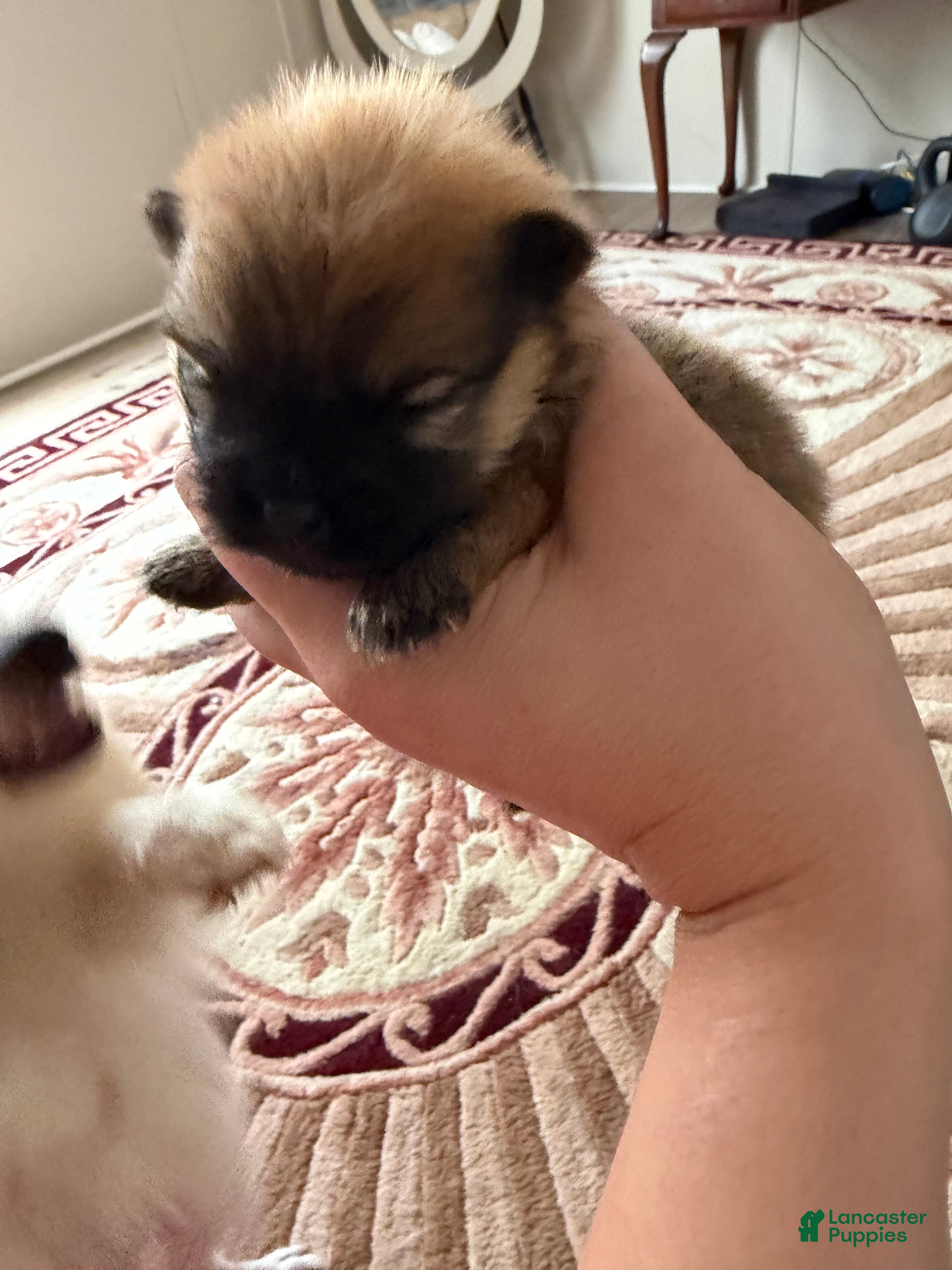 Pomeranian dogs Duke - Ad 2