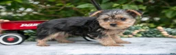 Yorkshire Terrier dogs for sale: Echo - Ad 3