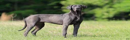 Great Dane dogs for sale: Theodora Stahltitan vom Bravohaus - Blue Euro Great Dane Girl - Ad 2