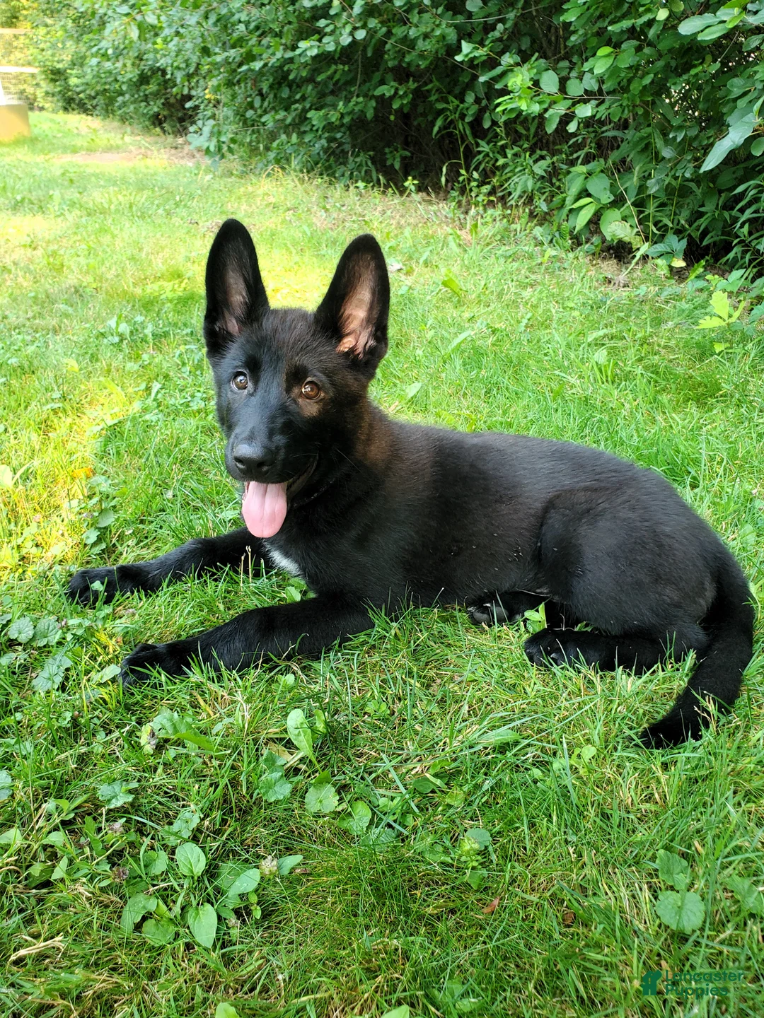 Mixed Breed dogs for sale: Sirius - Ad 2
