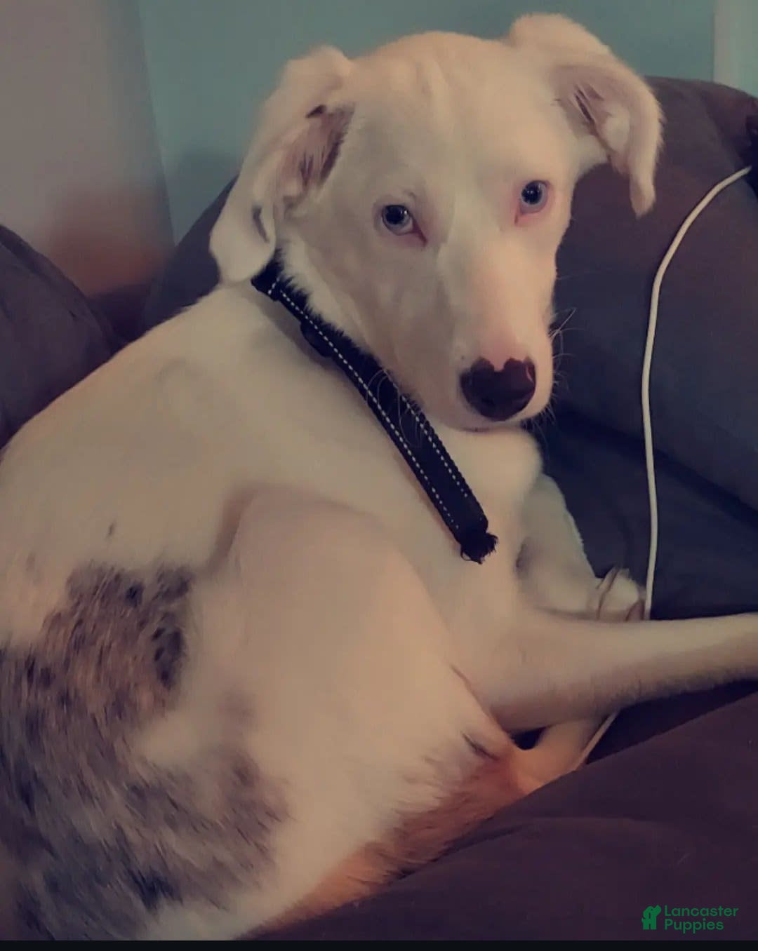 Gallery Image {{count}}