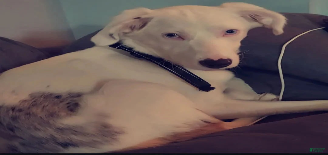 Gallery Image {{count}}