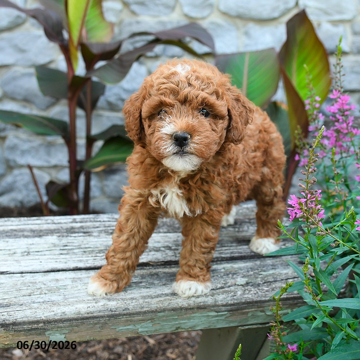 Mini Goldendoodle dogs Geneva - Ad 2