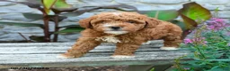 Mini Goldendoodle dogs for sale: Geneva - Ad 2