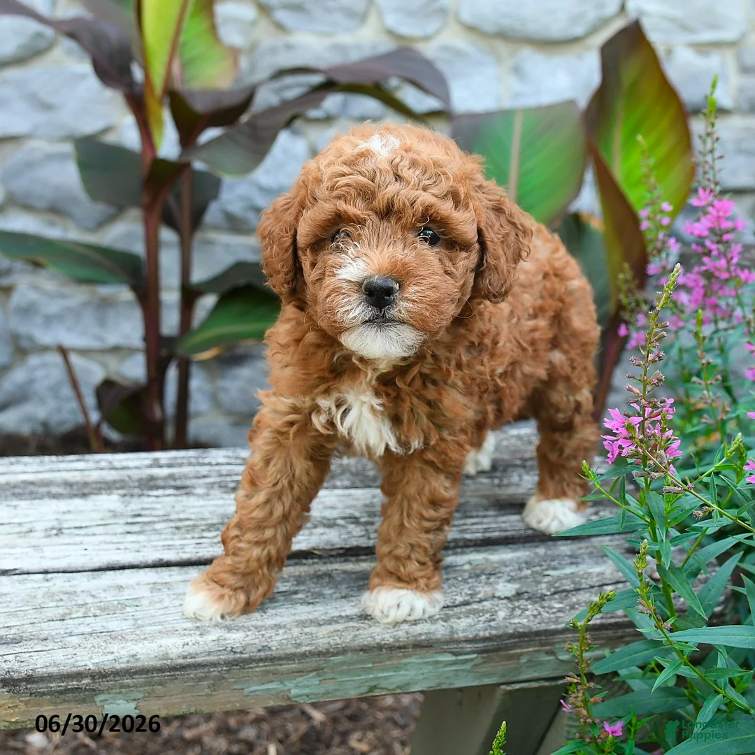 Mini Goldendoodle dogs for sale: Geneva - Ad 2