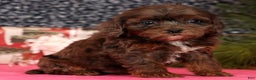 Cavapoo dogs for sale: Lincoln - Ad 9