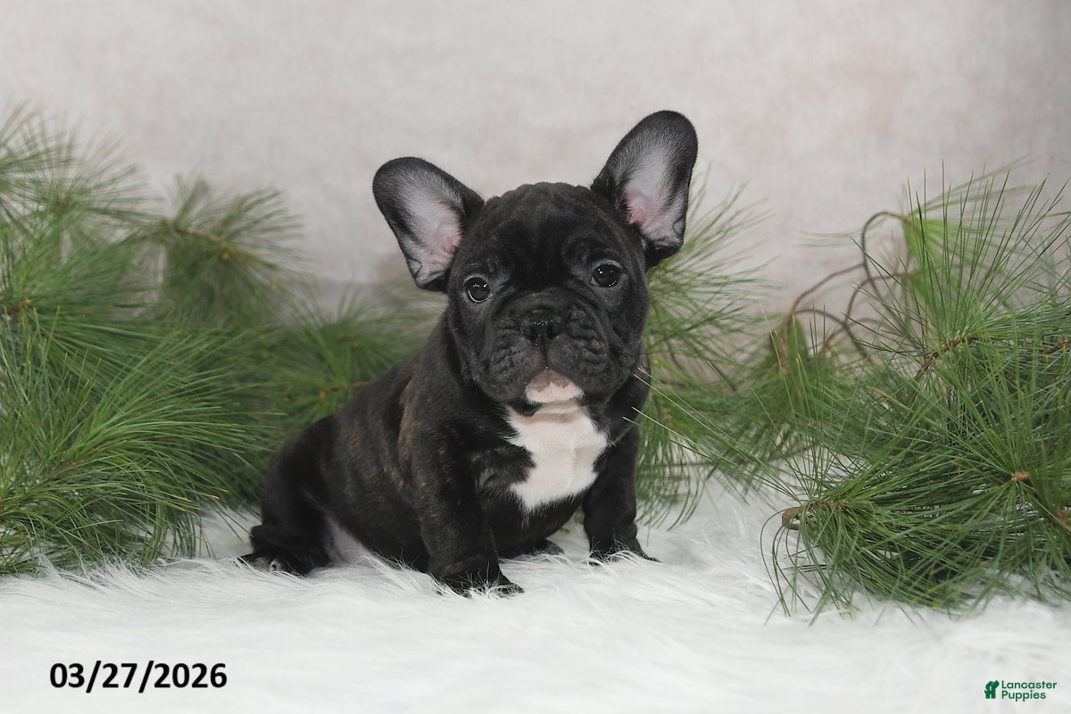 Frenchton dogs Franklin - Ad 2